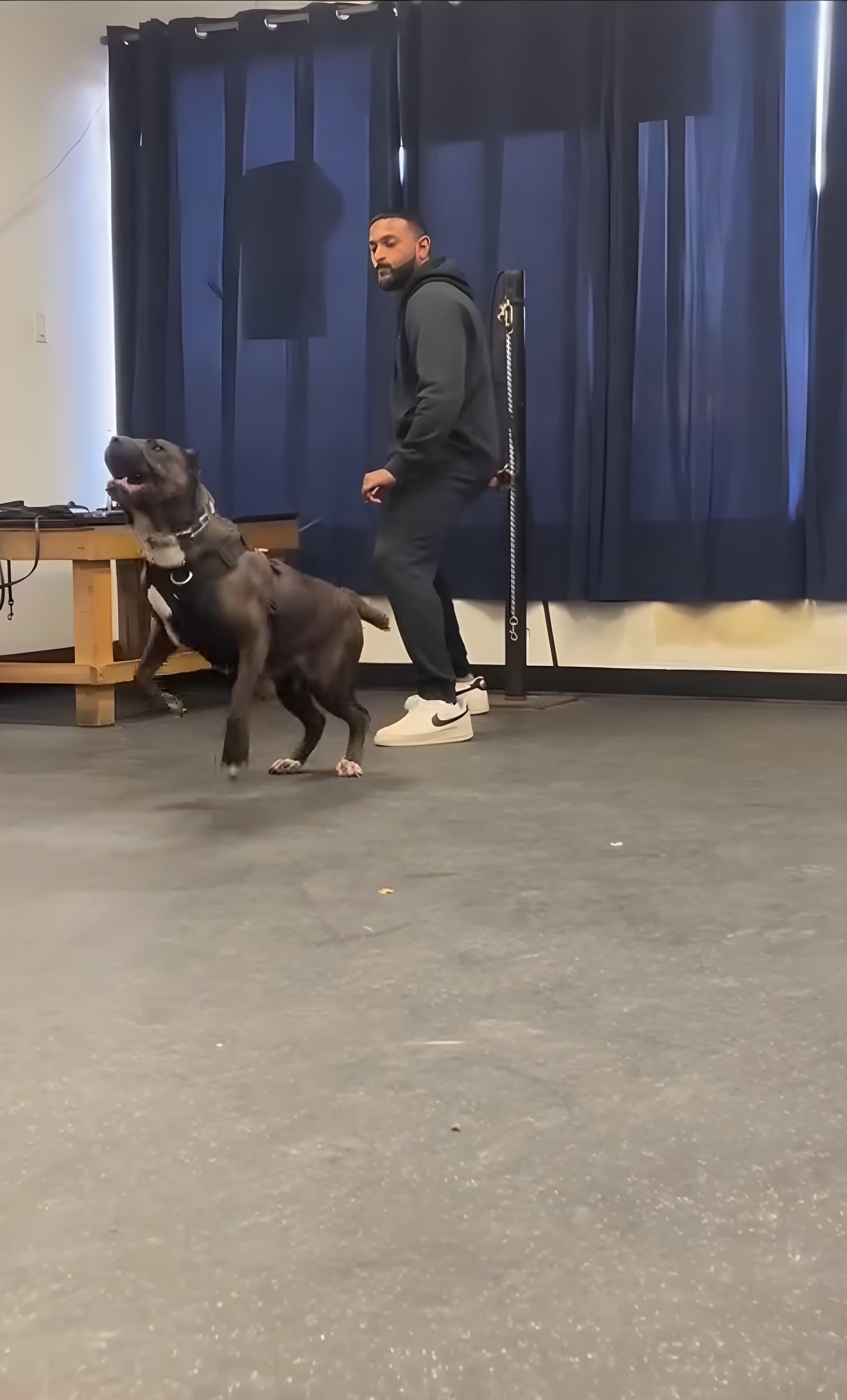 Pit Bull mid-bark in an aggression rehabilitation session with The Dogfather