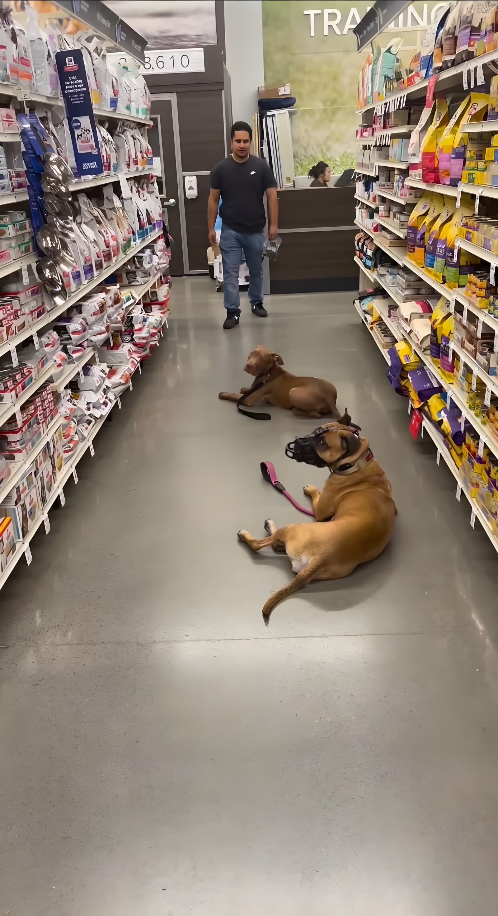 Two Cane Corso class dogs holding a down-stay in a Petsmart aisle while a customer walks past