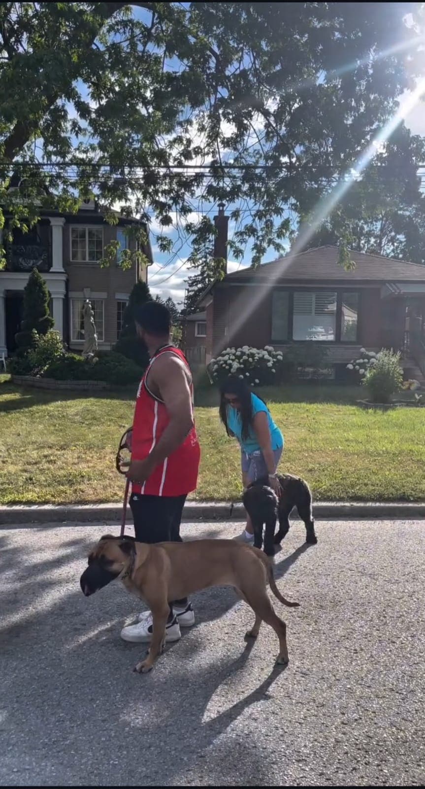 Large working breed dog in a clean down-stay in a public Toronto space