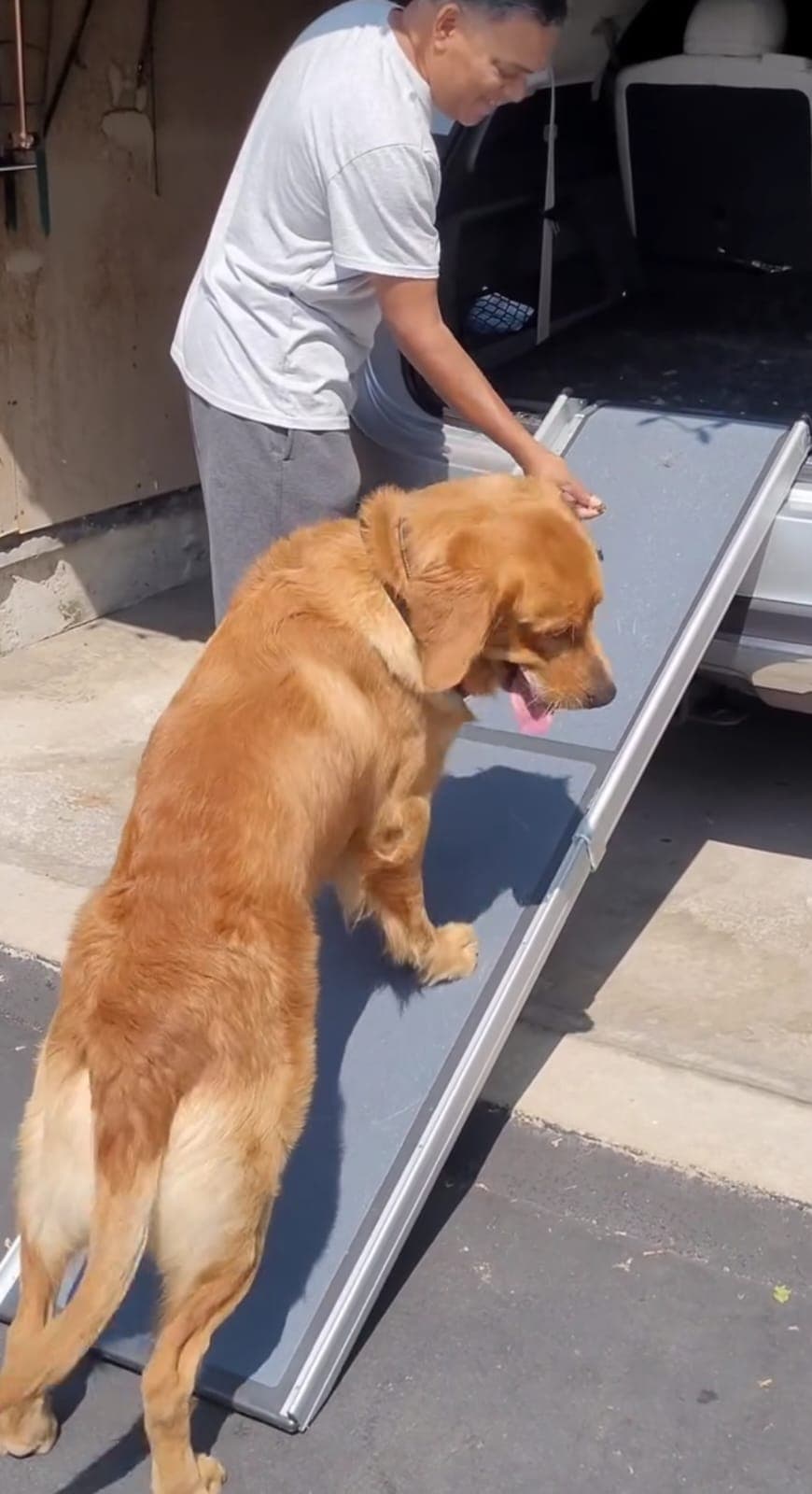 Golden Retriever demonstrating that even 'friendly' breeds need structured leadership