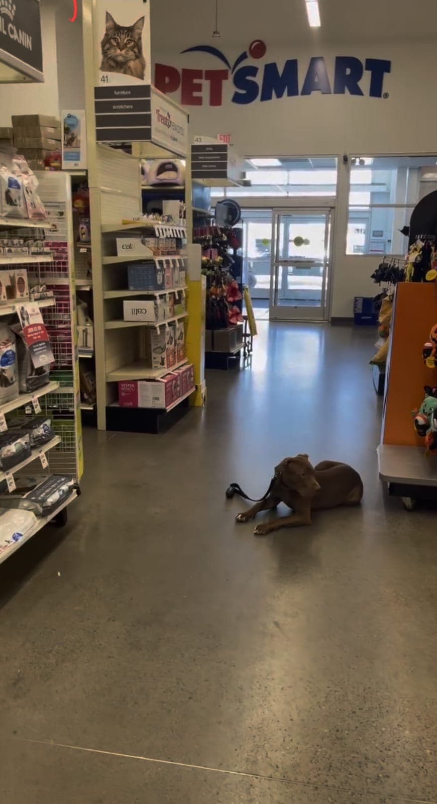 Pitbull-type dog demonstrating perfect neutrality and focus during urban training