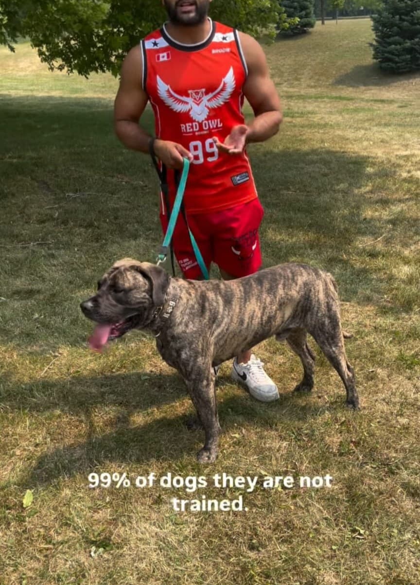 Powerful Presa Canario undergoing advanced obedience training in Toronto