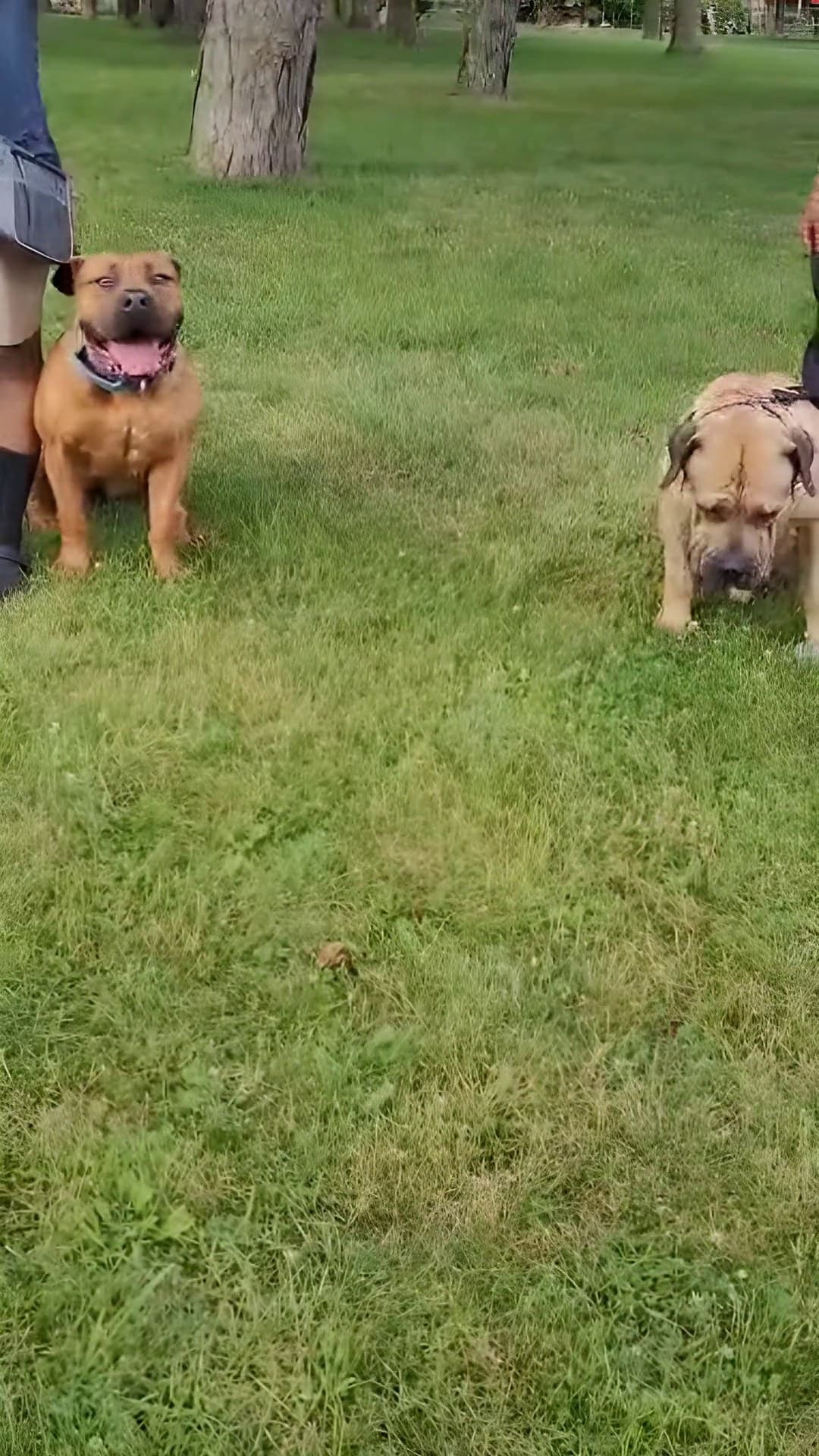 The Dogfather dog training in Scarborough