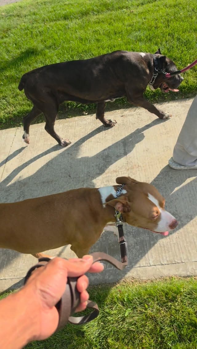 Two dogs. Two serious histories. One calm walk.