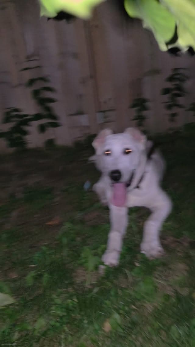 This isn't random energy—it's confidence, genetics, and a dog that's given the right outlet and structure.