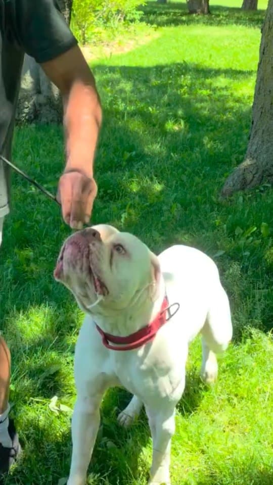 He bit his owner in the face no warning 😳