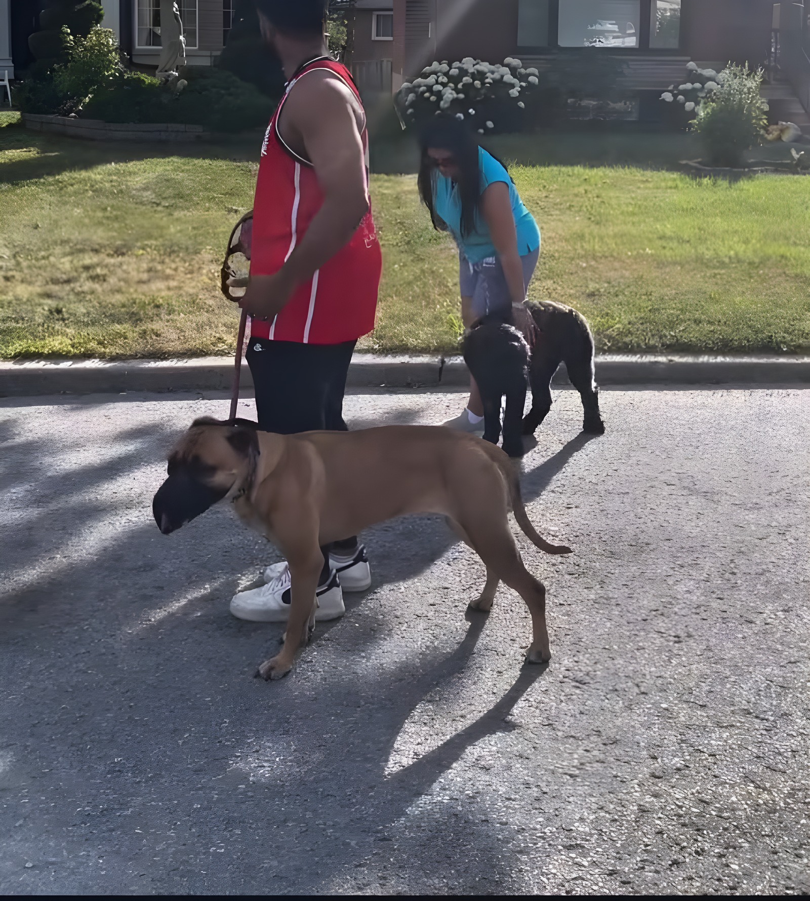 Bouvier and Cane Corso on leash in Toronto — controlled walk