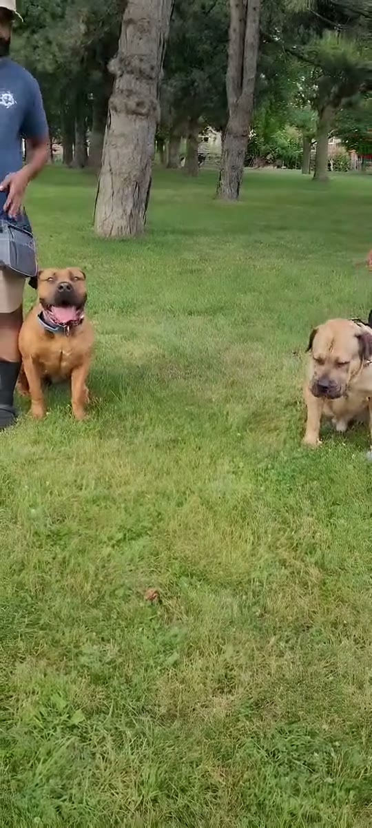 Off-Leash Control at the Park